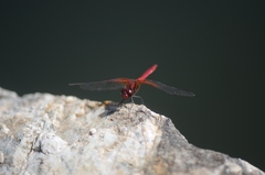 Sympetrum speciosum
