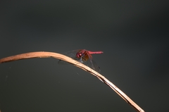 Sympetrum speciosum