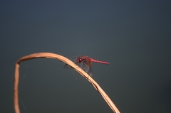 Sympetrum speciosum