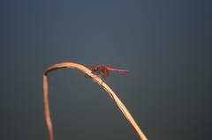Sympetrum speciosum