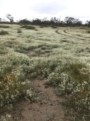 Rhodanthe corymbiflora