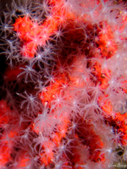 Corallium rubrum