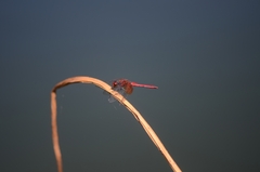 Sympetrum speciosum