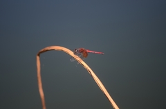 Sympetrum speciosum