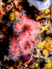 Corallium rubrum