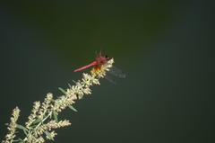 Sympetrum speciosum