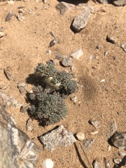Monsonia multifida