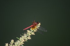 Sympetrum speciosum
