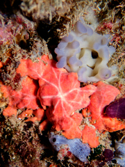 Spirastrella cunctatrix