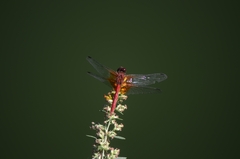 Sympetrum speciosum