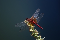 Sympetrum speciosum