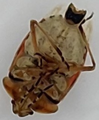 Asopinae