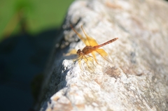 Sympetrum croceolum