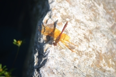 Sympetrum croceolum