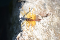 Sympetrum croceolum