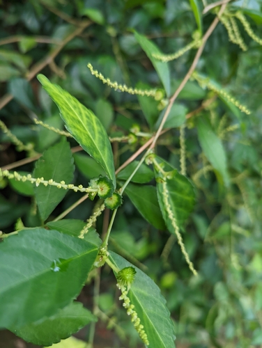 Acalypha siamensis, photograph 4