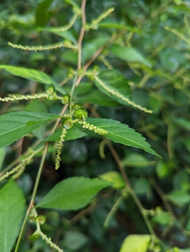 Acalypha siamensis, photograph 5