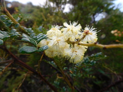 Acacia terminalis