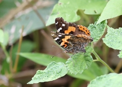Vanessa indica