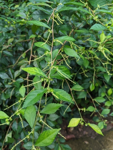 Acalypha siamensis, photograph 6