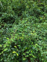Acalypha siamensis