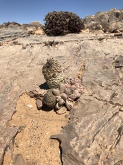 Larryleachia marlothii