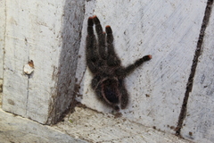 Avicularia