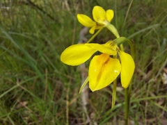 Diuris behrii