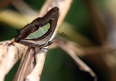 Polyura athamas