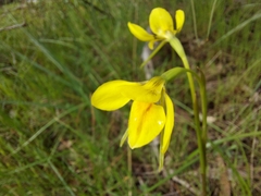 Diuris behrii