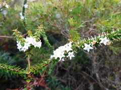 Epacris pulchella