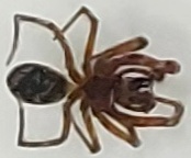 Steatoda nobilis