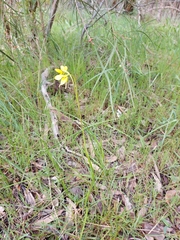 Diuris behrii