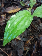 Liparis andringitrana