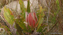 Protea foliosa