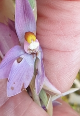 Thelymitra megcalyptra