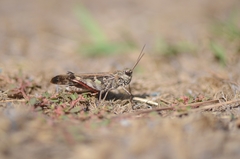 Oedaleus infernalis