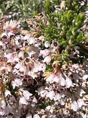 Erica quadrangularis