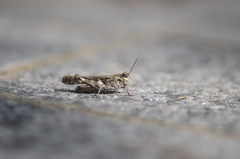 Oedaleus infernalis