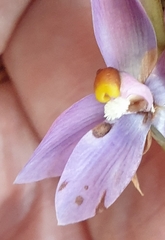 Thelymitra megcalyptra