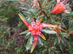 Lambertia formosa