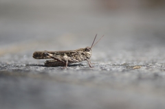 Oedaleus infernalis