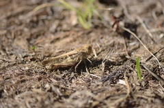 Oedaleus infernalis