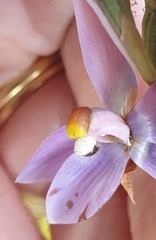 Thelymitra megcalyptra