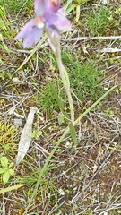 Thelymitra megcalyptra