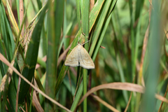 Udea lutealis
