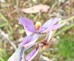 Thelymitra megcalyptra