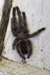 Avicularia