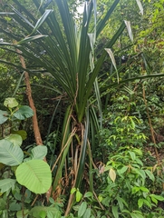 Pandanus