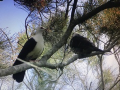 Columba leucomela